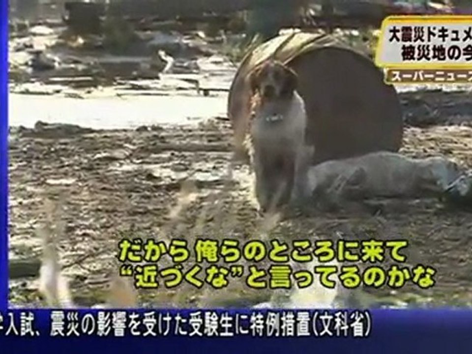 Chien touchant n'abandonne pas son ami blessé [Séisme Japon]