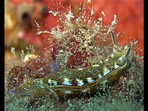 Argelès mer Méditerranée-Large-internet