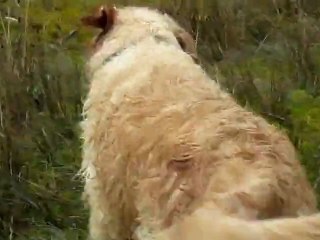 Balade du 13 mars 2011- WMV - plage de la Bergère