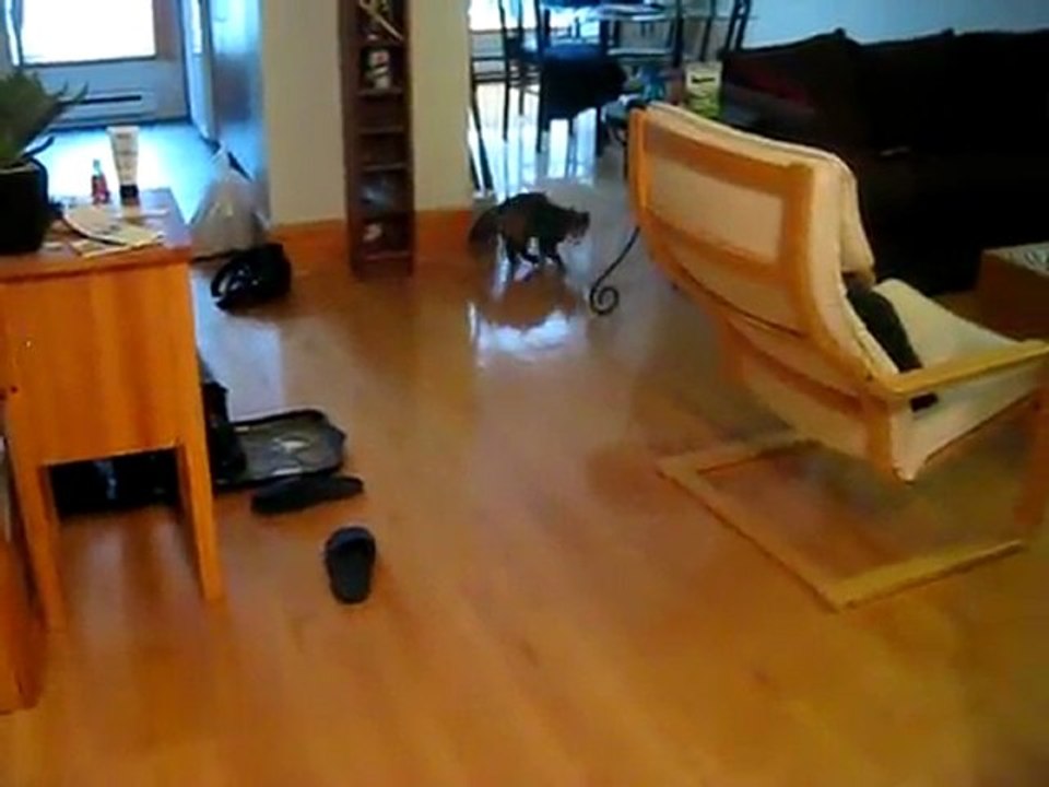 Chat trop mignon qui se prend pour un chien ! [Lol Cat]