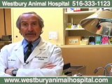 westbury ny veterinarian animal hospital
