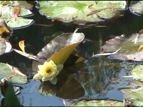 Vidéo des Jardins de la Fondation Claude Monet 2010