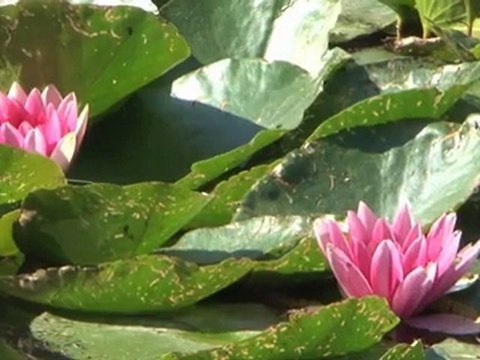 Vidéo des Jardins de la Fondation Claude Monet 2010 version iPhone / iPad