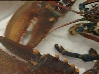 Giant lobster saved from pot