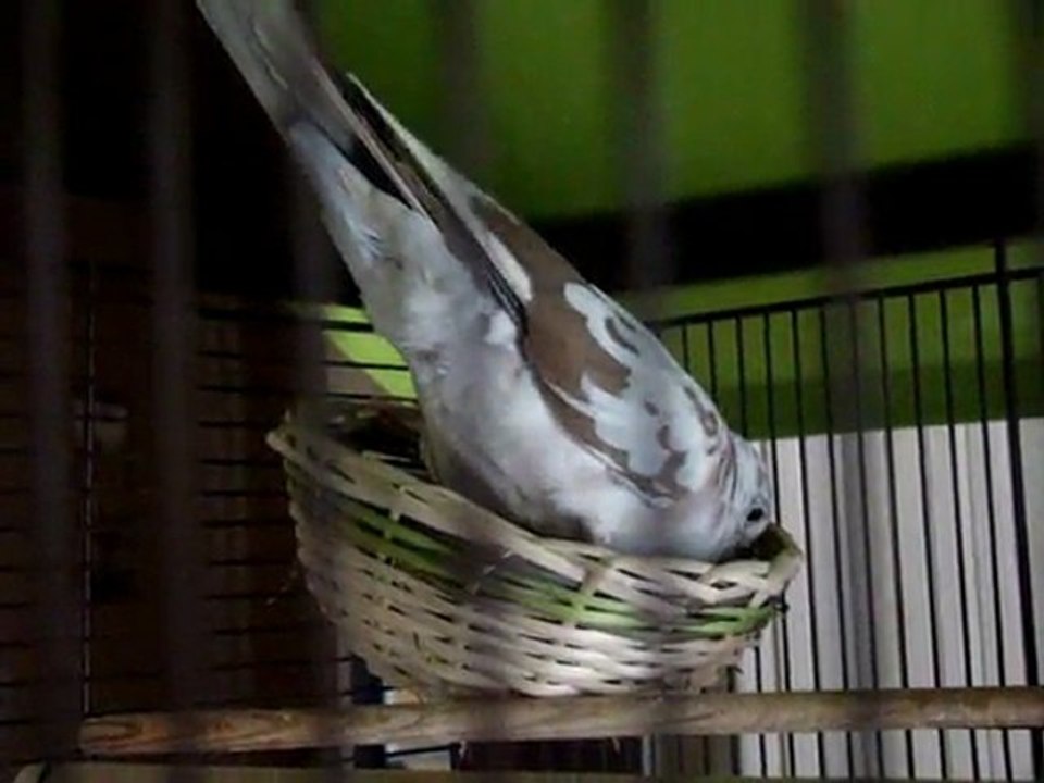 parade Sybelle Toupy