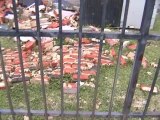 Houston Home Inspector: Wall Ties-Brick Wall Fallen Off Structure