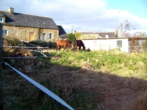 chevaux 17 mars 2011 04