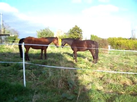 chevaux bisou et Audrey 17 mars 2011 07