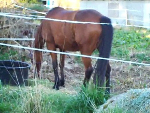 chevaux Audrey longe Thales 17 mars 2011 09