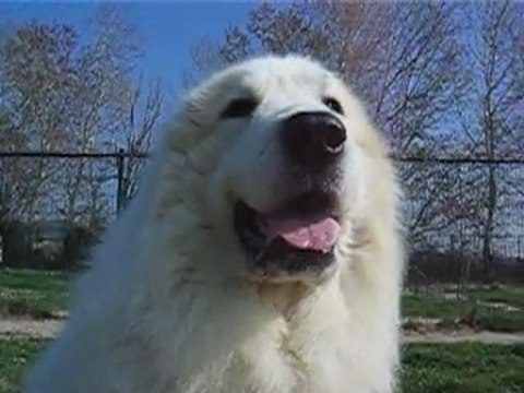 Portrait de tête de notre Etalon Montagne des Pyrénées - ELITE A - BRISE TOLE de la Plaine d'Astrée