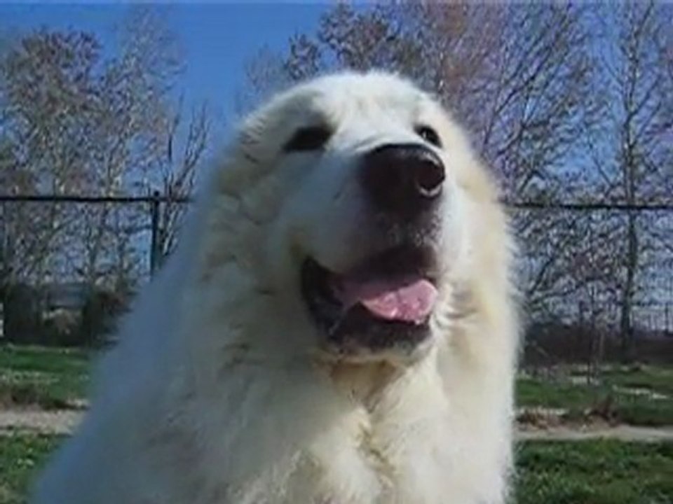 Portrait de tête de notre Etalon Montagne des Pyrénées - ELITE A - BRISE TOLE de la Plaine d'Astrée