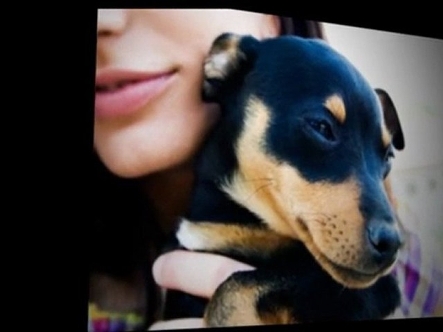 ⁣Wollongong Pet Animal Care - Pet Care Business