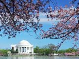 Cherry Blossom in Washington, DC - Great Attractions (United States)