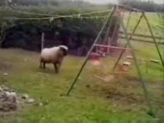 Crazy Sheep