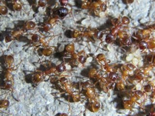 Pest Control Marketing Philadelphia