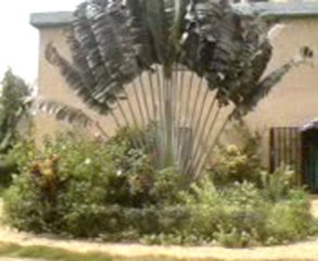 Marie Antoinette Lome Togo Jardin