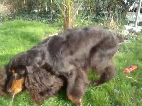 Cocker anglais dans le jardin !!!!!