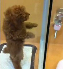 Un bébé chien trop chou danse la salsa [Cute Dog]