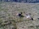 Combat de coq faisans