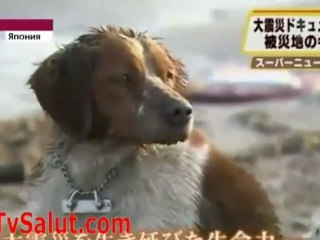 Настоящий друг. Сендай, Япония - Real friend. Sendai. Japan
