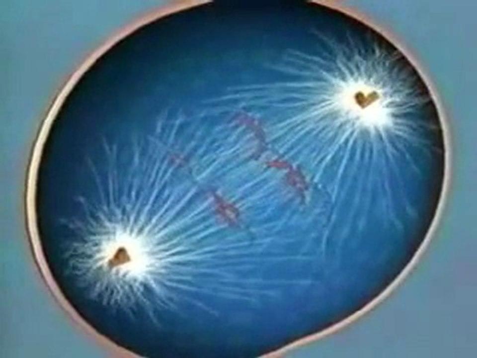 Mitosis explained!