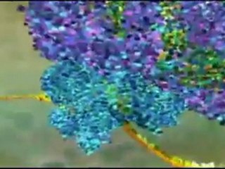 Transcription DNA RNA