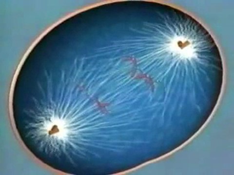 The Stages of Mitosis