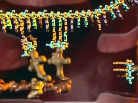 DNA Transcription and Protein Assembly