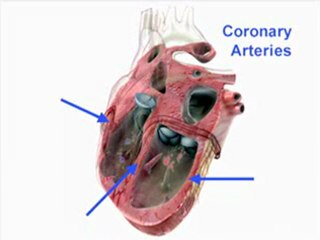 Understanding Heart Disease (Heart Basics #1)