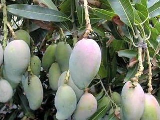 Restaurant Indian Mango Reykjavik Iceland