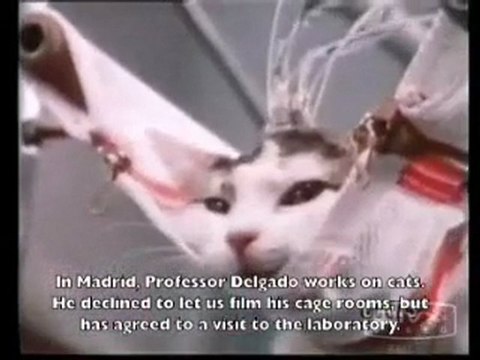 José Delgado - aime les animaux surtout les chats