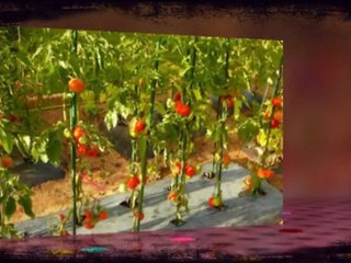 EXTRAIT DES IMAGES DU POTAGER / JARDIN EN MUSIQUE