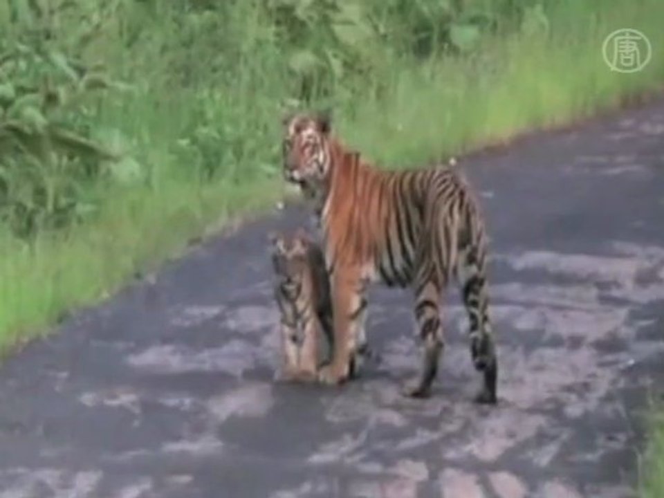 Wildlife Experts Sight 34 Tiger Cubs in Northern Indian National Park