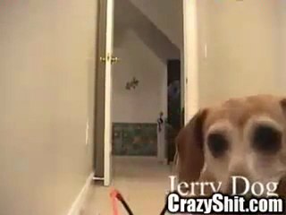 Bu Köpek Kendini aşmış :)