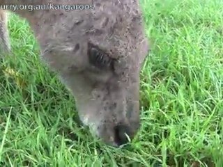 Kangaroo grazing