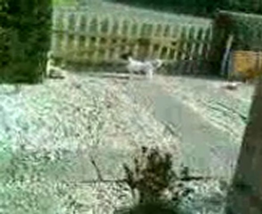 jack russell suite 2 jpl du var 4