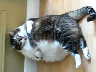 Fat Cat Cleaning Herself Against Wall