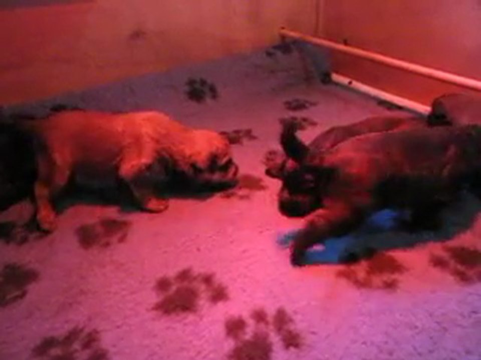 PREMIERS PAS DES CHIOTS DE SYBELLIA ......