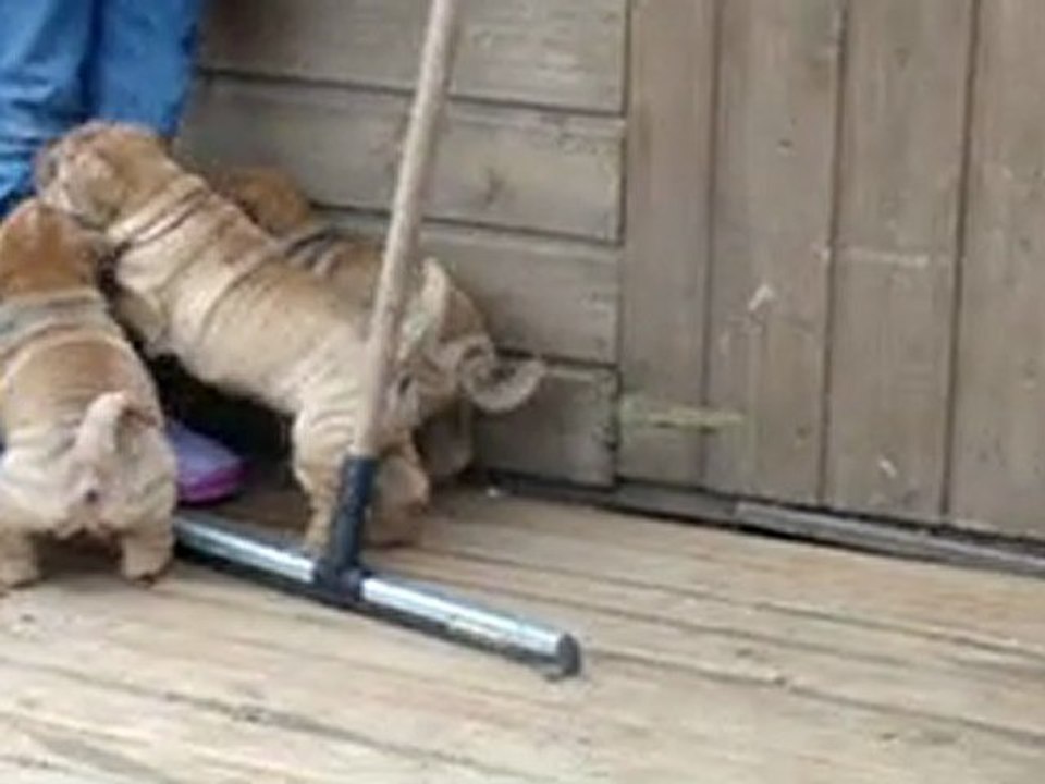 les bébés shar-peï à 35 jours