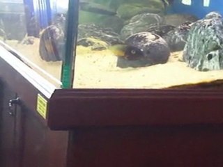 İlangi Yellow Dişinin 11 Yavruyu Ağzına Alması