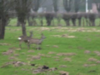 Rencontre avec des chevreuils