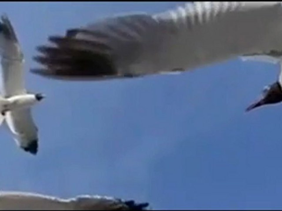Brenna Maccrimmon - Yağmur Yağar Taş Üstüne.