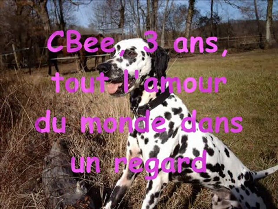 Nos_protégés_dalmaSF_2011_03_19