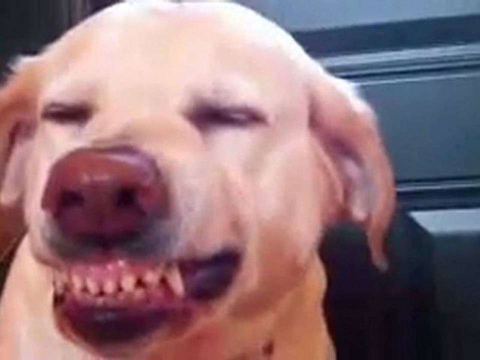 Reconnaitre un chien coupable