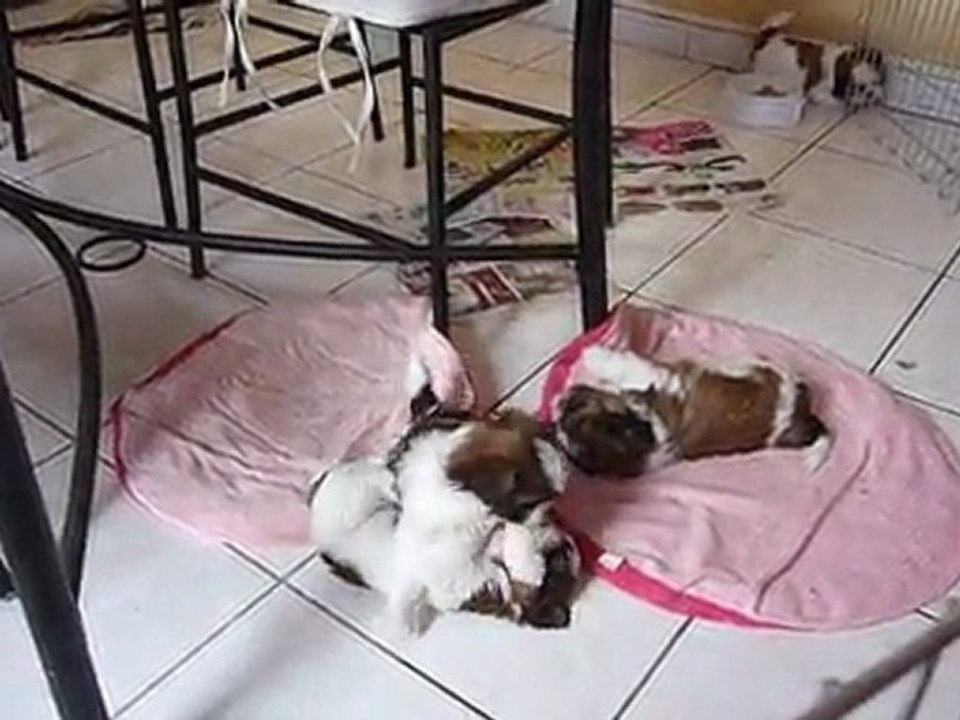 Les filles 5 weeks