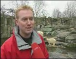 L'ours blanc Knut est mort--The polar bear Knut has died
