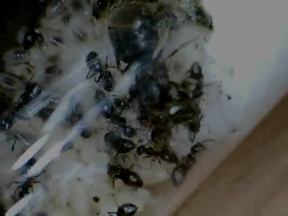 Lasius niger 1