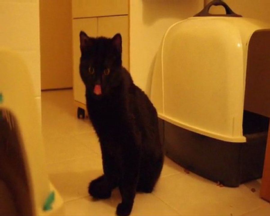 2011/03/19 - Fufu - vidéo 03