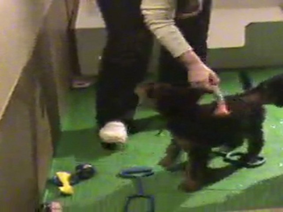 19-03-2011 les mâles collier blanc et vert