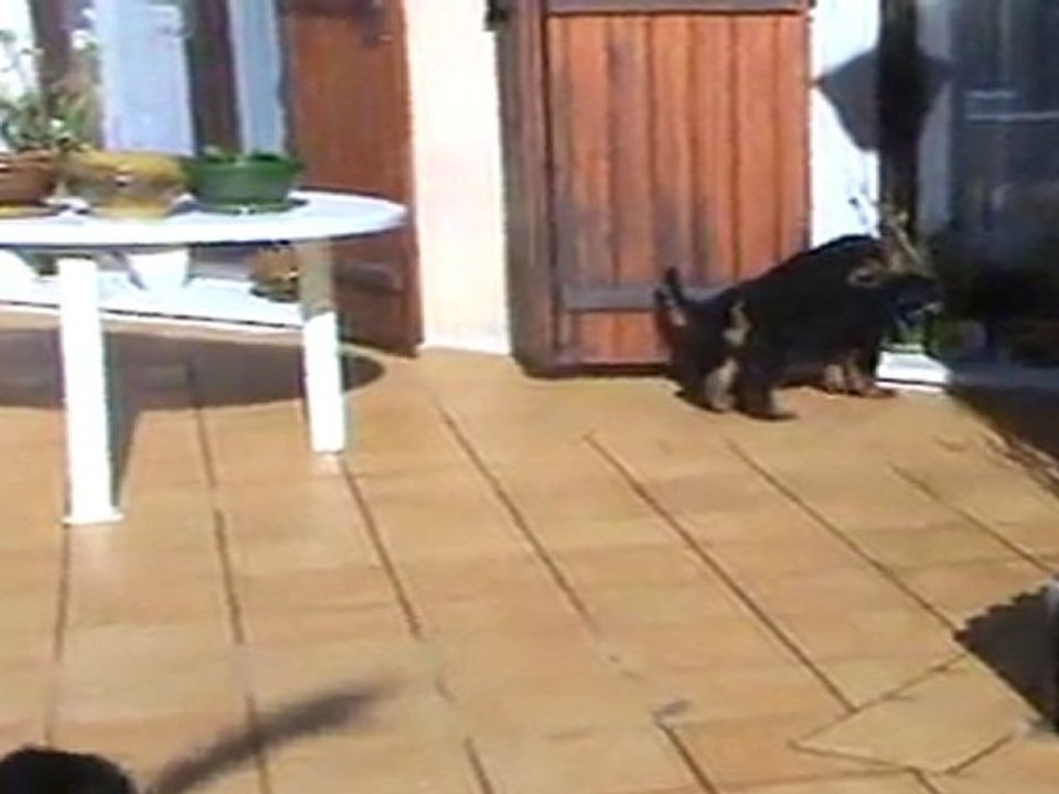 18-03-2011 les mâles airedales